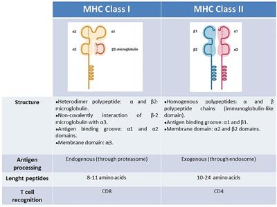 Deciphering Human Leukocyte Antigen Susceptibility Maps From Immunopeptidomics Characterization in Oncology and Infections